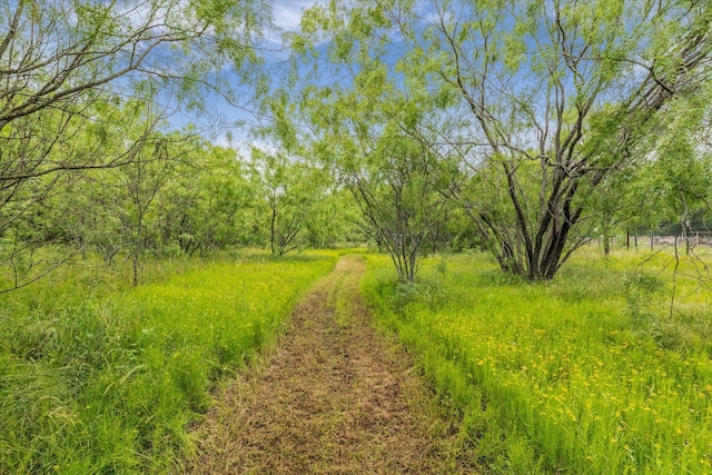 3601 Orchard Ln, Waco, TX 76705 - view of woods