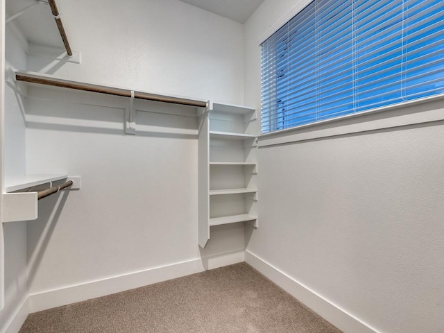 walk in closet featuring carpet