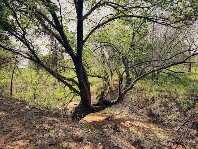 6305 Barrel Spring Rd, Nocona, TX 76255 - view of woods