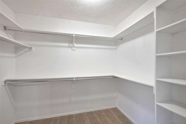 spacious closet featuring carpet floors