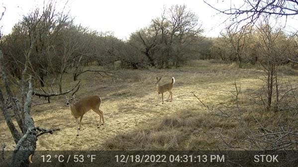 1116 Lowrance Rd, Jacksboro, TX 76458