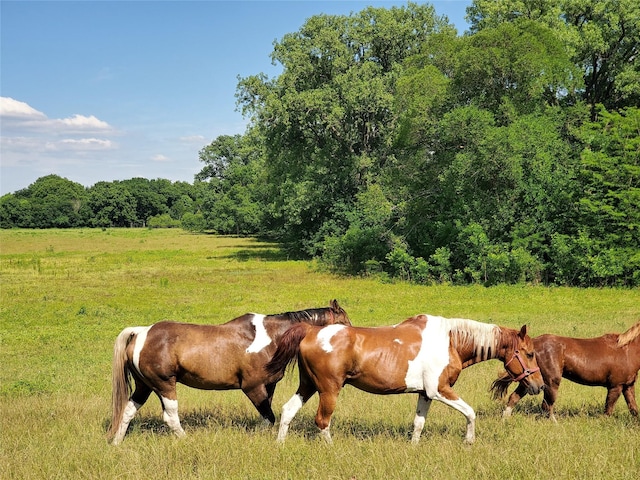 1180 Cameron Hl, Van Alstyne, TX 75495