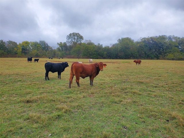 1180 Cameron Hl, Van Alstyne, TX 75495