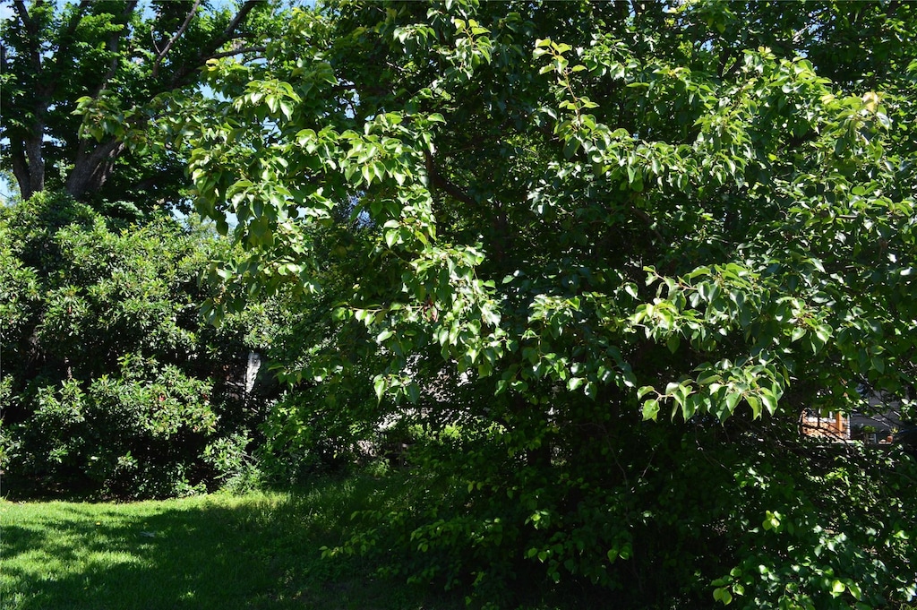 8907 Diceman Dr, Dallas, TX 75218 - view of nature