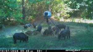 637 County Road 4420, Winnsboro, TX 75494 - view of yard