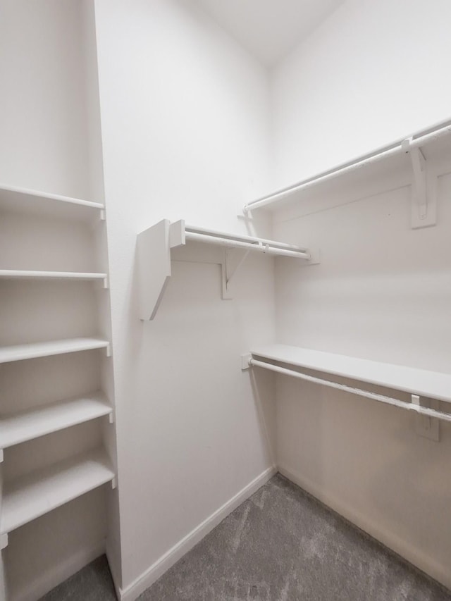 spacious closet featuring carpet