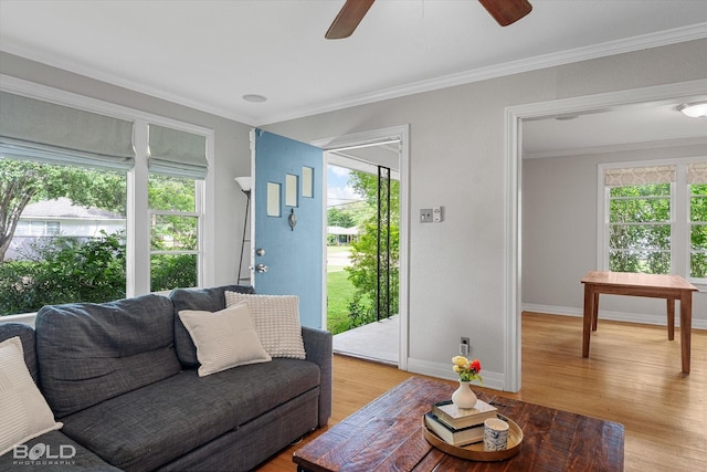 living area with healthy amount of natural light, ceiling fan, light wood finished floors, and crown molding