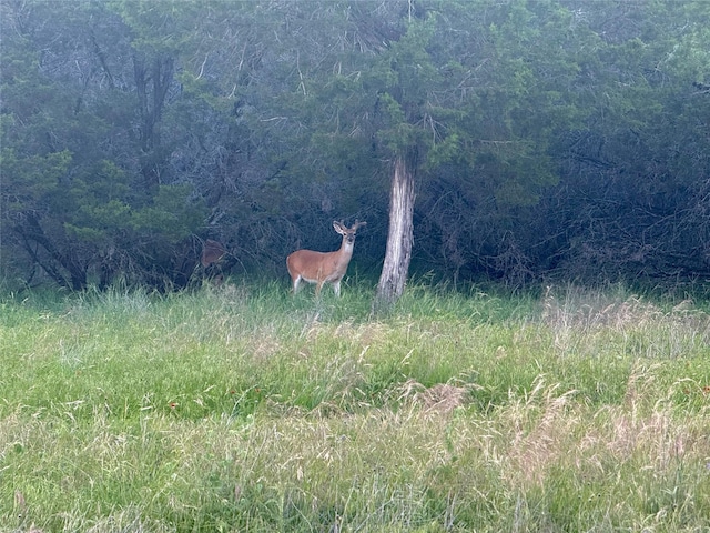 1633 Scenic Dr Unit 201, Graford, TX 76449 - view of local wilderness