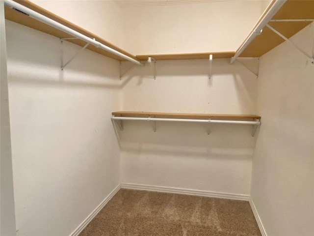spacious closet with carpet