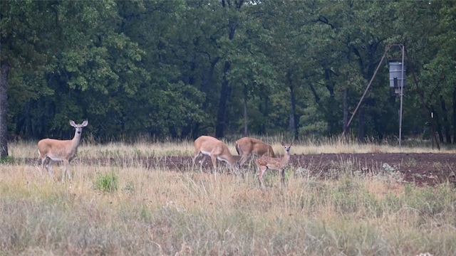 492 Hill Top, Montague, TX 76251