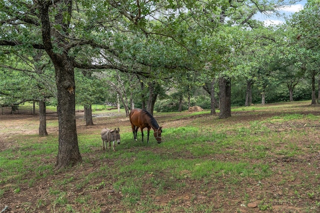 6815 Fm 1830, Argyle, TX 76226 - view of nature