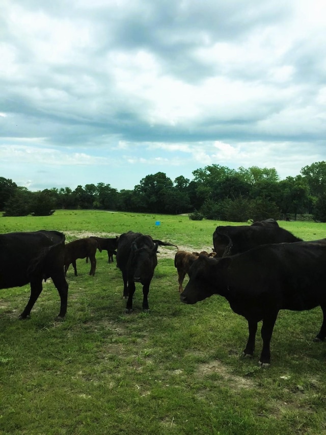 783 County Rd 4420, Whitewright, TX 75491 - view of home's community with a rural view