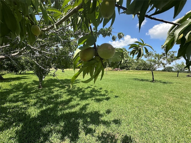 12090 W Fm 346, Bullard, TX 75757 - view of grassy yard