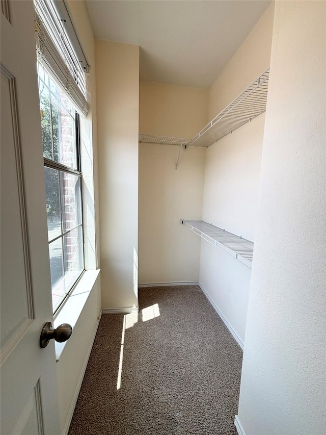 2016 Azure Pointe, Richardson, TX 75080 - walk in closet with carpet floors