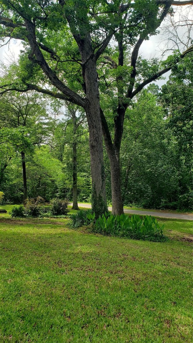401 S Timberlane, Lone Star, TX 75638 - view of grassy yard