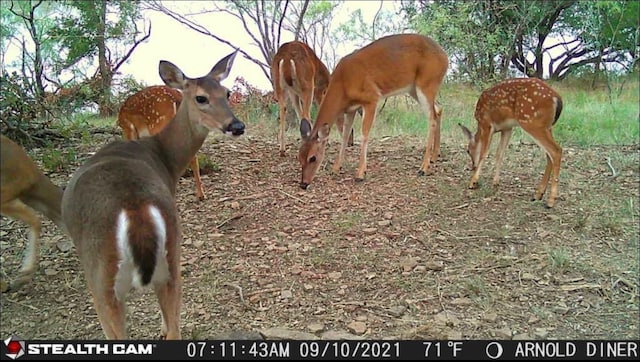 LOT43BLK7 Hauser Pl, Runaway Bay, TX 76426