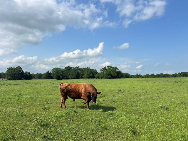 4491 Dugan Chapel Rd, Bells, TX 75414 - view of yard featuring a view of rural / pastoral area