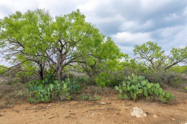 2992 County Road 100, Brady, TX 76825 - view of yard
