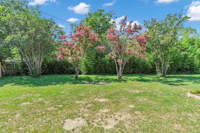 2808 Wren Ave, Fort Worth, TX 76133 - view of yard