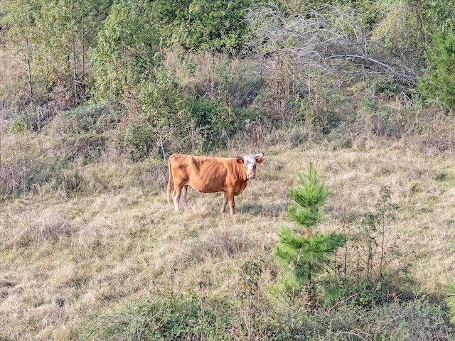 2640 Fm 2339, Ben Wheeler, TX 75754
