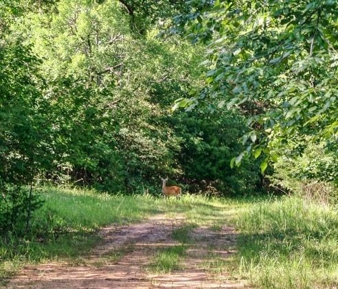 3893 E Fm 906, Powderly, TX 75473 - view of wooded area