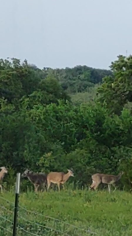 787 Greenwood Ln, Forestburg, TX 76239