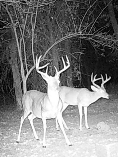 787 Greenwood Ln, Forestburg, TX 76239