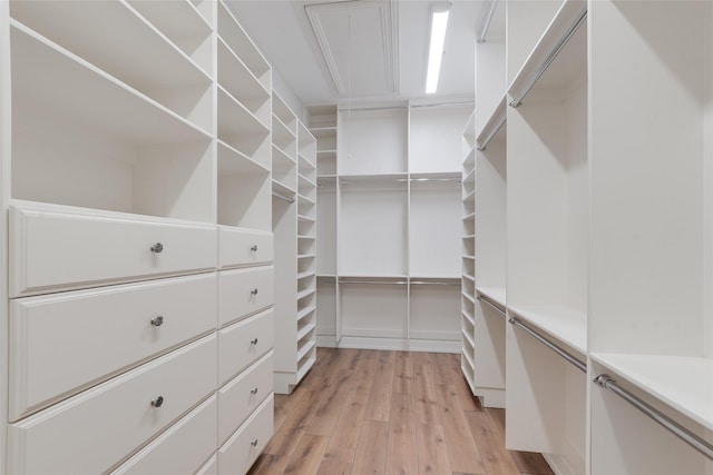 8008 Craftsbury Ln, Mckinney, TX 75071 - spacious closet with light wood-style flooring