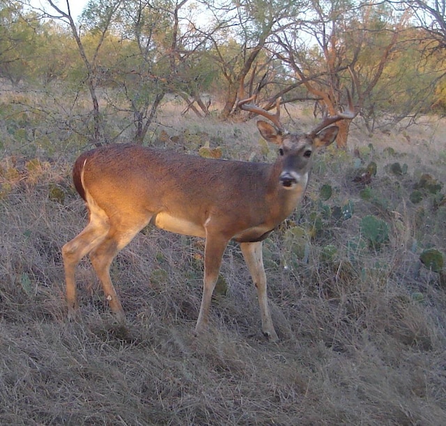 970 County Road 256, Coleman, TX 76834