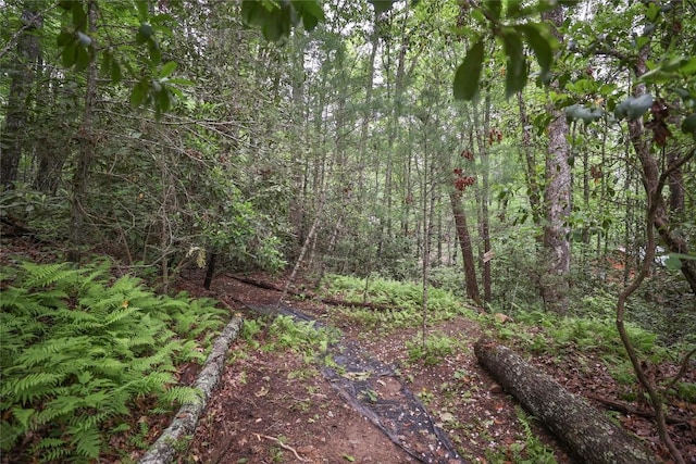151 Rhododendron Ct, Sapphire, NC 28774 - view of tree filled area