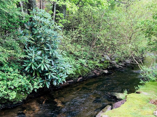 view of local wilderness