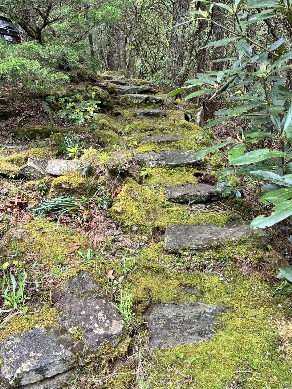 view of local wilderness