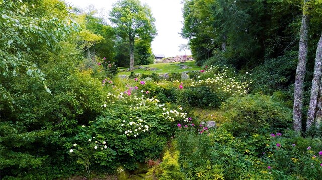 581 Sagee Woods Dr, Highlands, NC 28741 - view of local wilderness