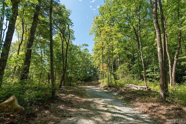 view of local wilderness