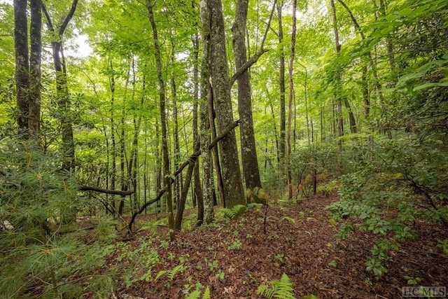 view of local wilderness