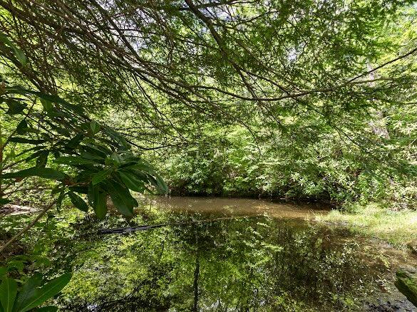 11 Feldspar Ln, Sapphire, NC 28774 - view of undeveloped land