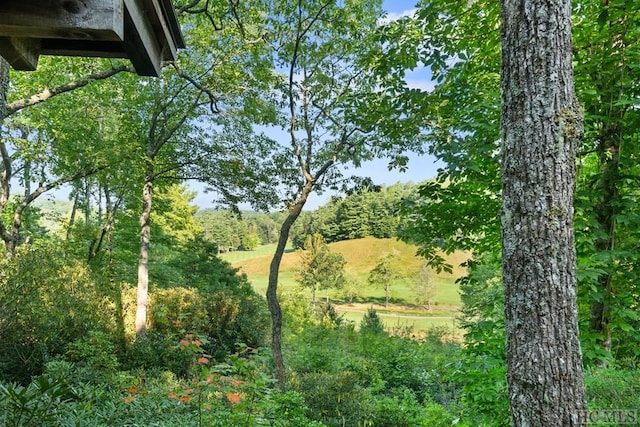 view of local wilderness