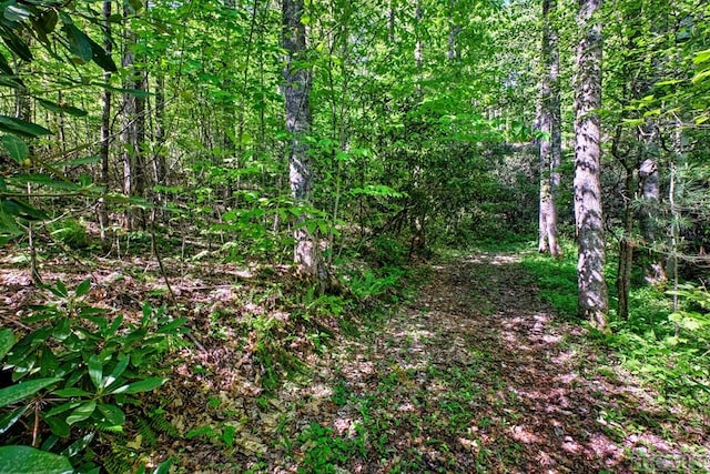75 Gunpoint Rd, Cullowhee, NC 28723 - photo 18
