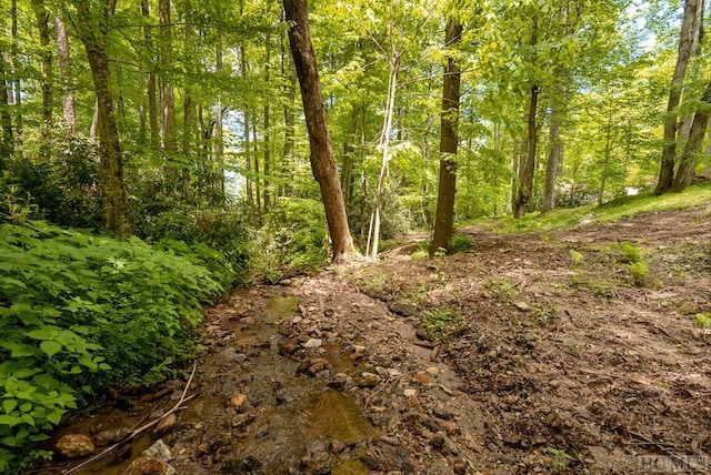 view of local wilderness