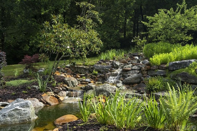 view of local wilderness