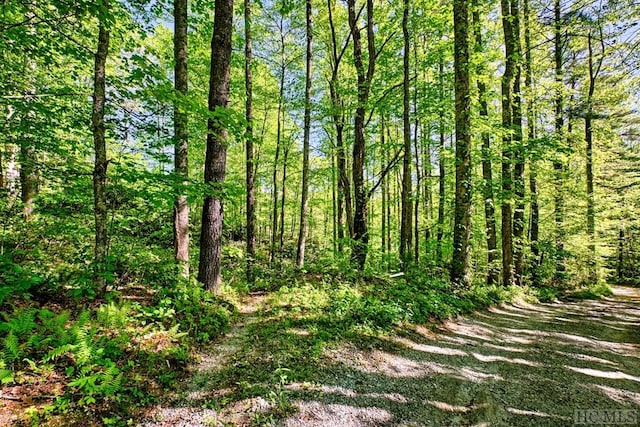 view of local wilderness