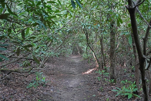 44 Rocky Knob Ln, Scaly Mountain, NC 28775 - view of undeveloped land