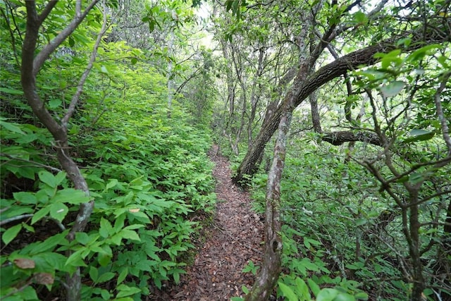 44 Rocky Knob Ln, Scaly Mountain, NC 28775 - view of wooded area