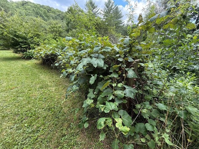 48 Upsy Daisy Ln, Cullowhee, NC 28723 - photo 9