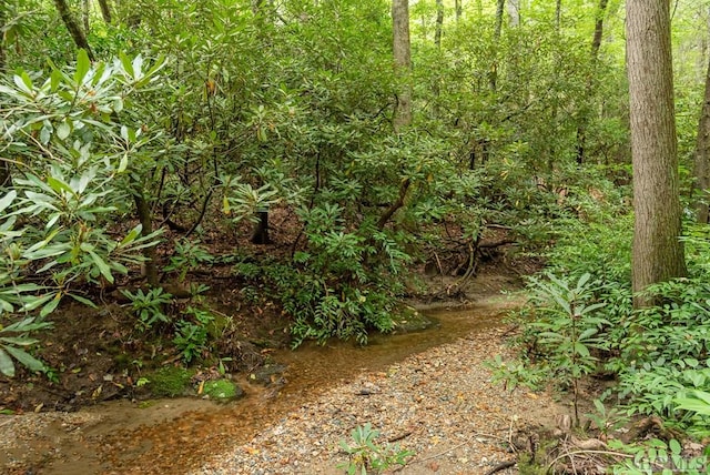 view of local wilderness