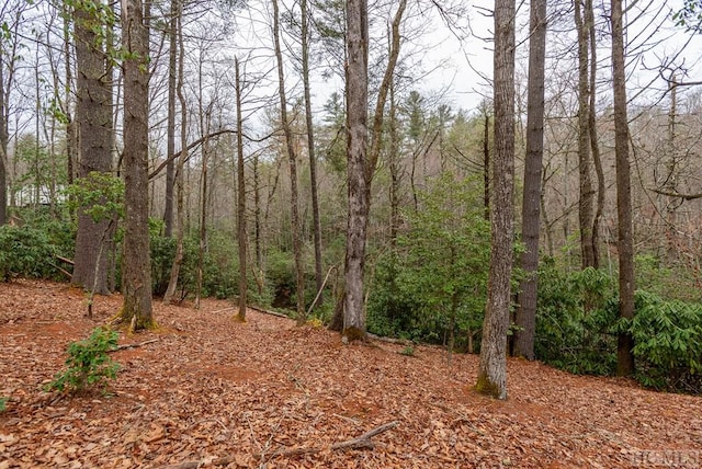 view of local wilderness