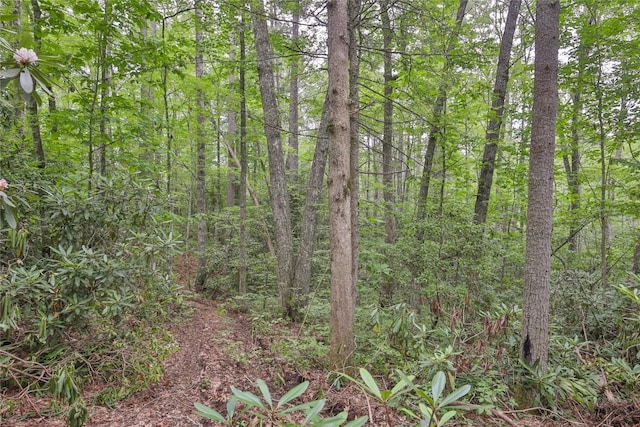 LOT16 Zeb Alley Rd, Cashiers, NC 28717 - photo 8