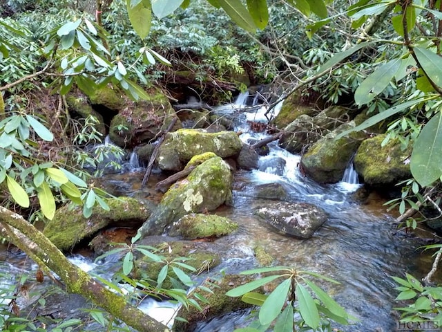 view of local wilderness