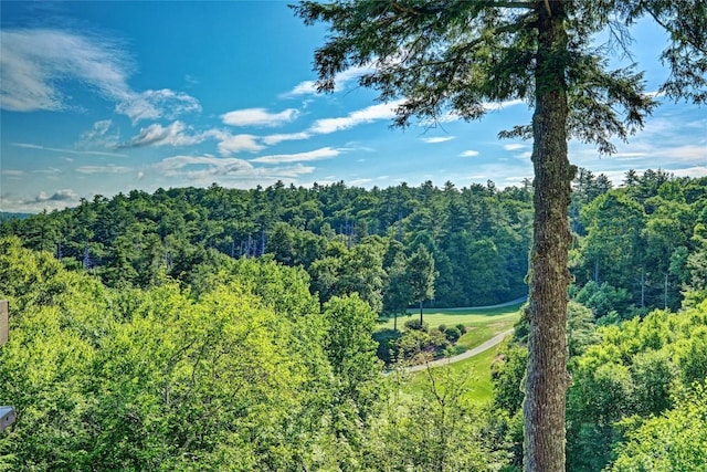 bird's eye view of a forest