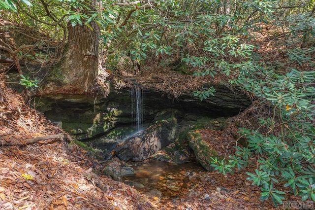 view of local wilderness